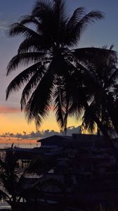 Preview wallpaper palm trees, sunset, tropics, horizon, ocean