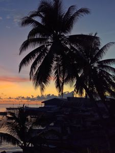 Preview wallpaper palm trees, sunset, tropics, horizon, ocean