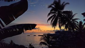 Preview wallpaper palm trees, sunset, tropics, horizon, ocean