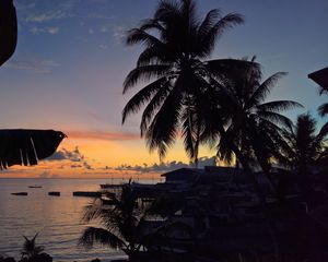 Preview wallpaper palm trees, sunset, tropics, horizon, ocean