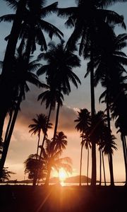 Preview wallpaper palm trees, sunset, tropics, sunlight, trees