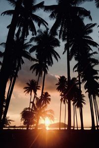 Preview wallpaper palm trees, sunset, tropics, sunlight, trees