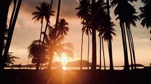 Preview wallpaper palm trees, sunset, tropics, sunlight, trees