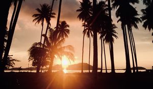 Preview wallpaper palm trees, sunset, tropics, sunlight, trees