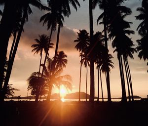 Preview wallpaper palm trees, sunset, tropics, sunlight, trees