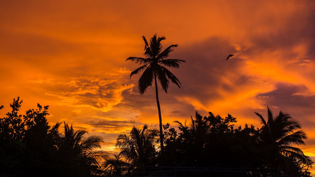 Wallpaper palm trees, sunset, tropics, sky, clouds hd, picture, image