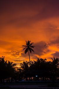 Preview wallpaper palm trees, sunset, tropics, sky, clouds