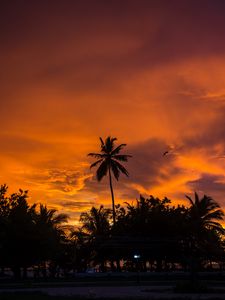 Preview wallpaper palm trees, sunset, tropics, sky, clouds