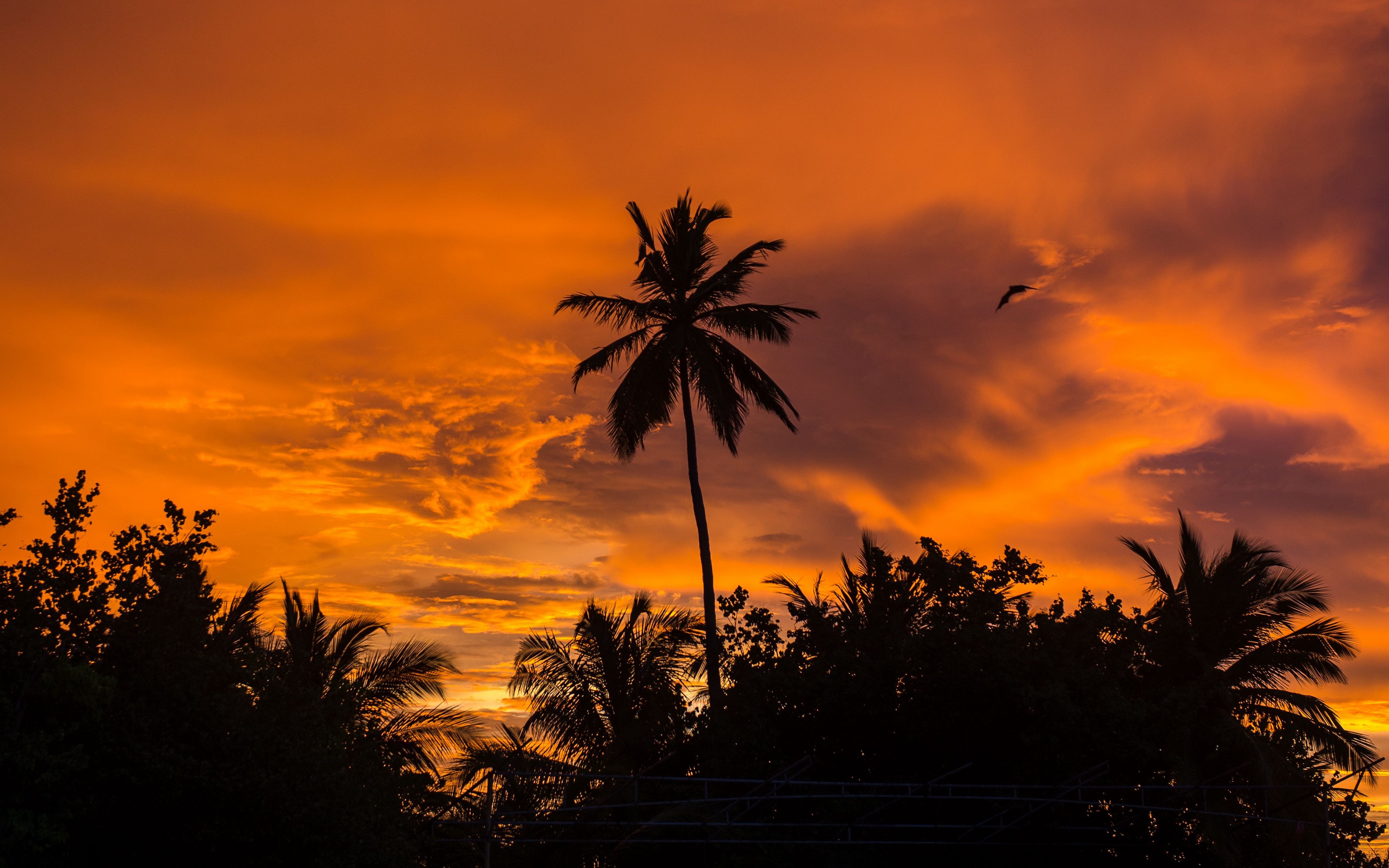 Download Wallpaper 3840x2400 Palm Trees Sunset Tropics Sky Clouds