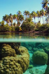 Preview wallpaper palm trees, the island, under water, corals, reeves, azure