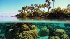 Preview wallpaper palm trees, the island, under water, corals, reeves, azure