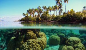 Preview wallpaper palm trees, the island, under water, corals, reeves, azure