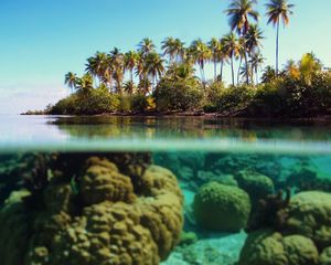 Preview wallpaper palm trees, the island, under water, corals, reeves, azure