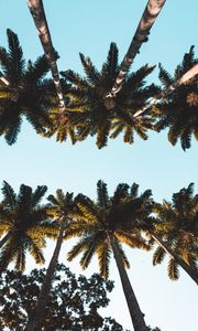 Preview wallpaper palm trees, tops, crowns, trees, tropical