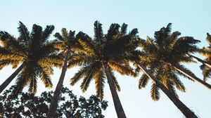 Preview wallpaper palm trees, tops, crowns, trees, tropical