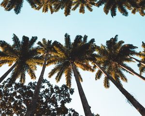 Preview wallpaper palm trees, tops, crowns, trees, tropical