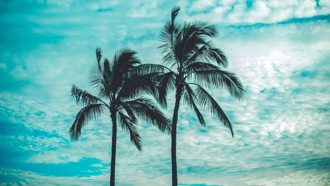 Wallpaper palm trees, tops, sky, clouds, trees, tropics