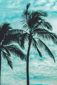 Preview wallpaper palm trees, tops, sky, clouds, trees, tropics