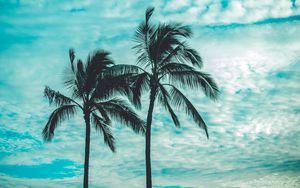 Preview wallpaper palm trees, tops, sky, clouds, trees, tropics