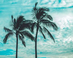 Preview wallpaper palm trees, tops, sky, clouds, trees, tropics