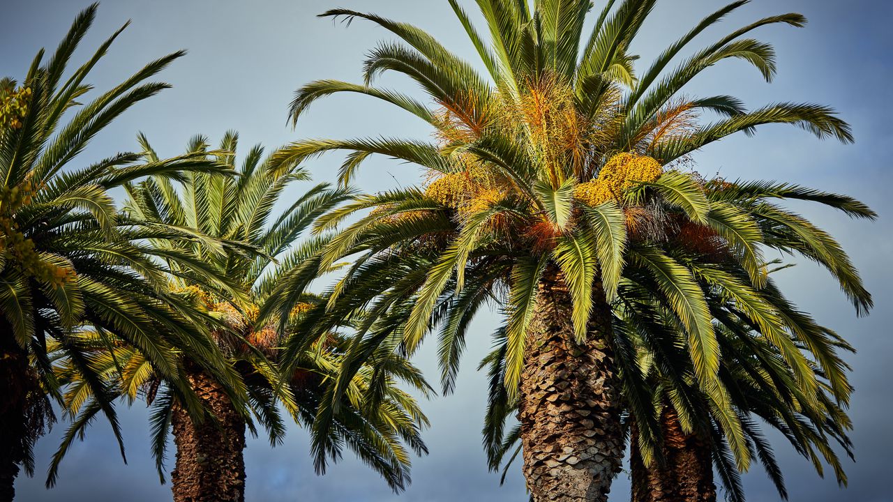 Wallpaper palm trees, tree, leaves, sky, tropical