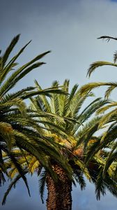 Preview wallpaper palm trees, tree, leaves, sky, tropical