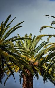 Preview wallpaper palm trees, tree, leaves, sky, tropical