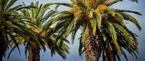 Preview wallpaper palm trees, tree, leaves, sky, tropical