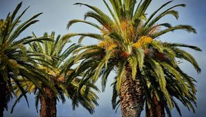 Preview wallpaper palm trees, tree, leaves, sky, tropical