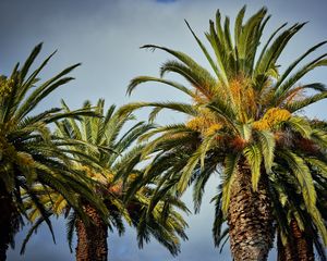 Preview wallpaper palm trees, tree, leaves, sky, tropical