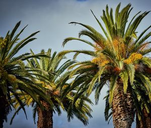 Preview wallpaper palm trees, tree, leaves, sky, tropical