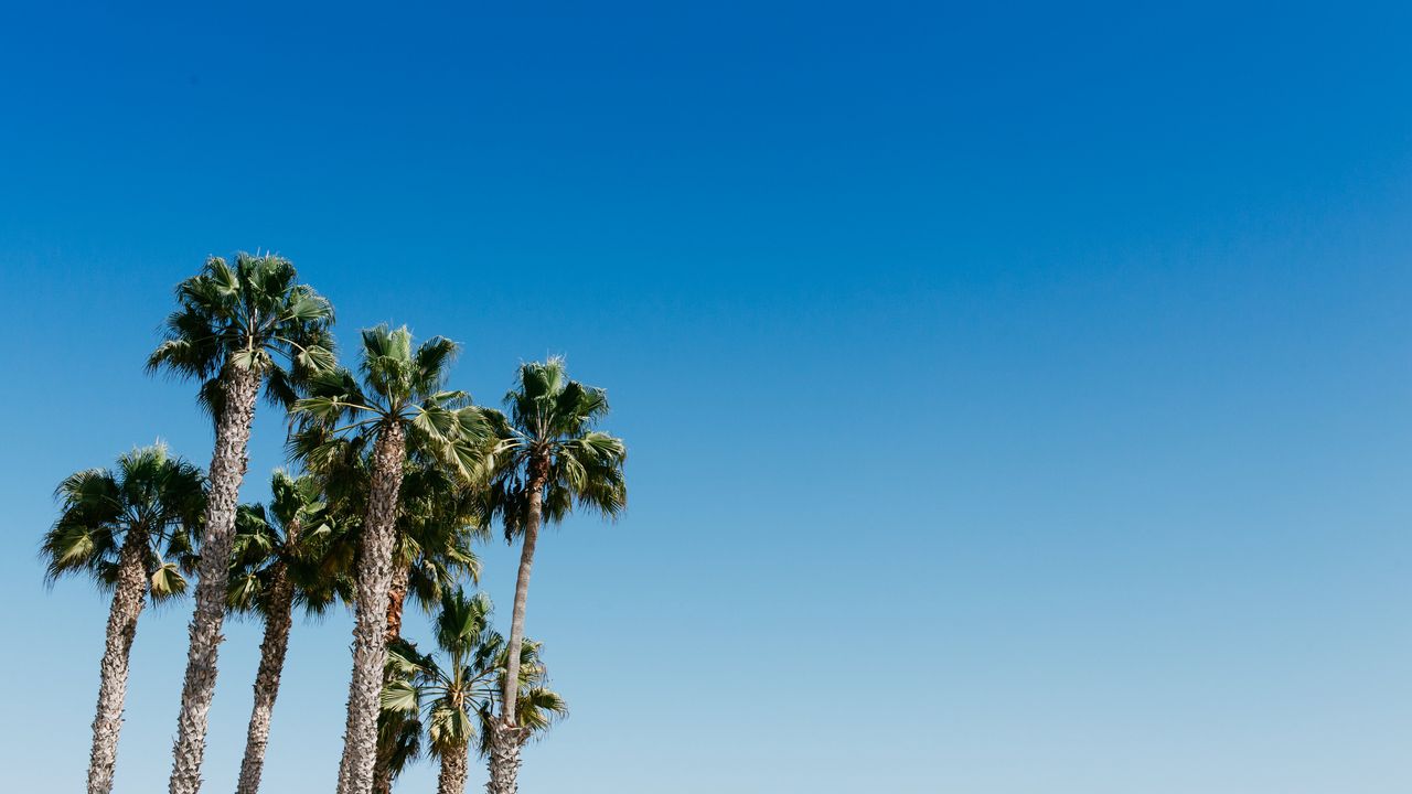 Wallpaper palm trees, tree, sky, summer
