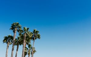 Preview wallpaper palm trees, tree, sky, summer