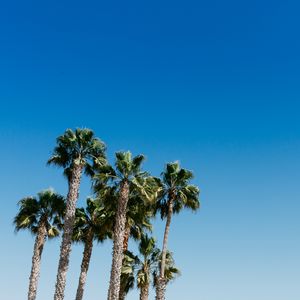 Preview wallpaper palm trees, tree, sky, summer