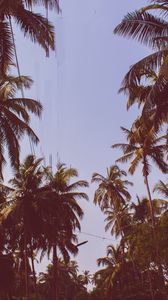 Preview wallpaper palm trees, trees, bottom view, branches, sky