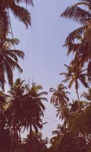 Preview wallpaper palm trees, trees, bottom view, branches, sky