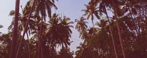 Preview wallpaper palm trees, trees, bottom view, branches, sky