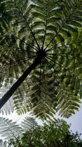 Preview wallpaper palm trees, trees, bottom view, tropics, sky
