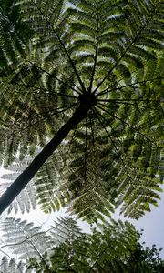 Preview wallpaper palm trees, trees, bottom view, tropics, sky