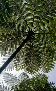 Preview wallpaper palm trees, trees, bottom view, tropics, sky
