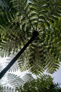 Preview wallpaper palm trees, trees, bottom view, tropics, sky