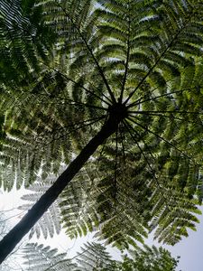 Preview wallpaper palm trees, trees, bottom view, tropics, sky
