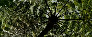 Preview wallpaper palm trees, trees, bottom view, tropics, sky