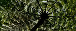 Preview wallpaper palm trees, trees, bottom view, tropics, sky