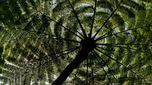 Preview wallpaper palm trees, trees, bottom view, tropics, sky