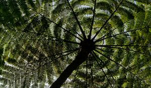 Preview wallpaper palm trees, trees, bottom view, tropics, sky