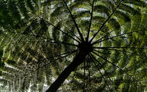 Preview wallpaper palm trees, trees, bottom view, tropics, sky