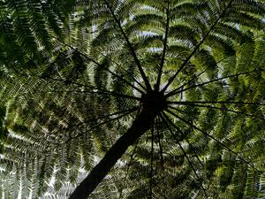 Preview wallpaper palm trees, trees, bottom view, tropics, sky
