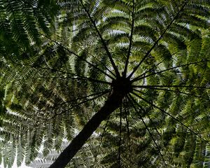 Preview wallpaper palm trees, trees, bottom view, tropics, sky