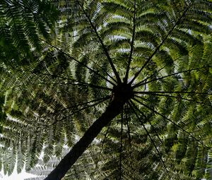 Preview wallpaper palm trees, trees, bottom view, tropics, sky